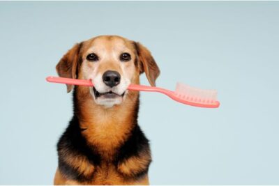 Spazzola Doppia 2 in 1 Pettine per Pelo Animali Domestici con Manico Ergonomico