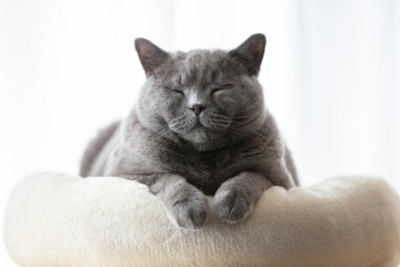 Cuccia a Forma di Zampa 50 cm | Materassino Caldo Morbido Anti-scivolo